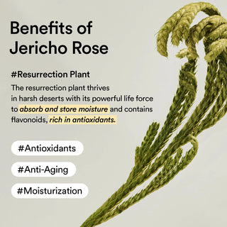 Jericho Rose Creme Nutrition Tube Moisturizer